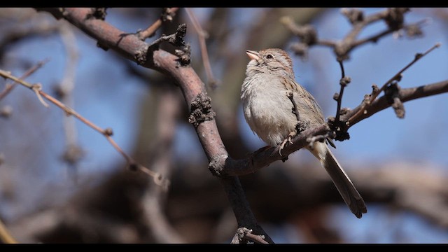 Rufous-winged Sparrow - ML637750485