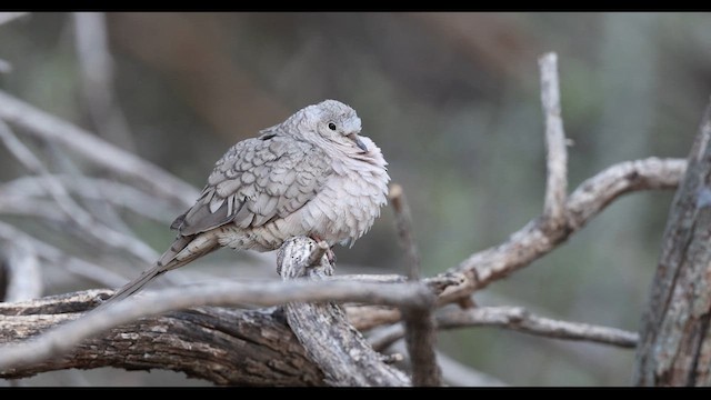 Inca Dove - ML637750520