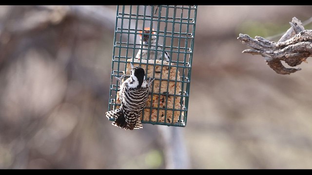 Ladder-backed Woodpecker - ML637750530