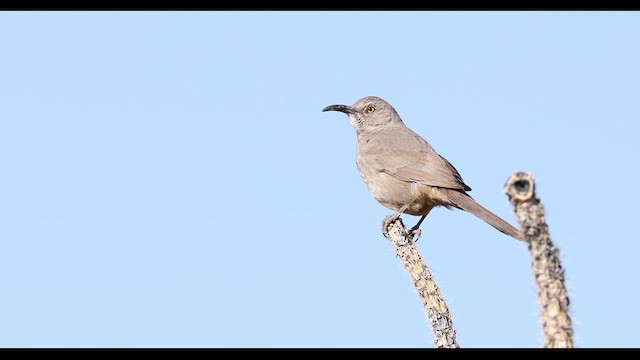 Curve-billed Thrasher - ML637750539