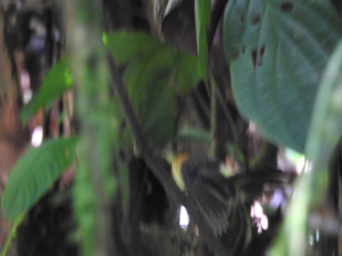 Sulphur-rumped Flycatcher - ML637750549