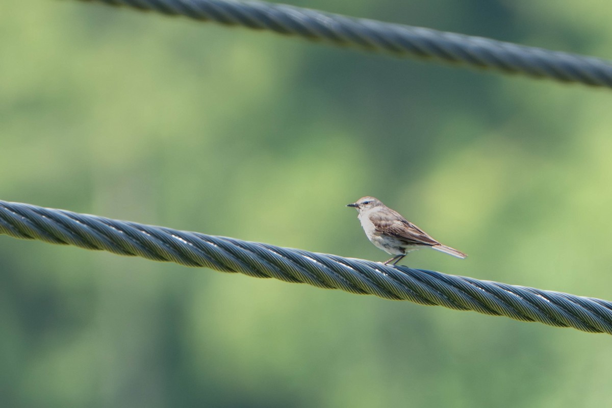 Water Pipit - ML637750557