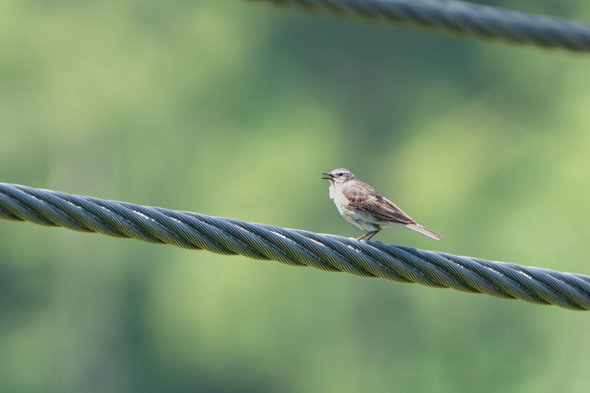 Water Pipit - ML637750558