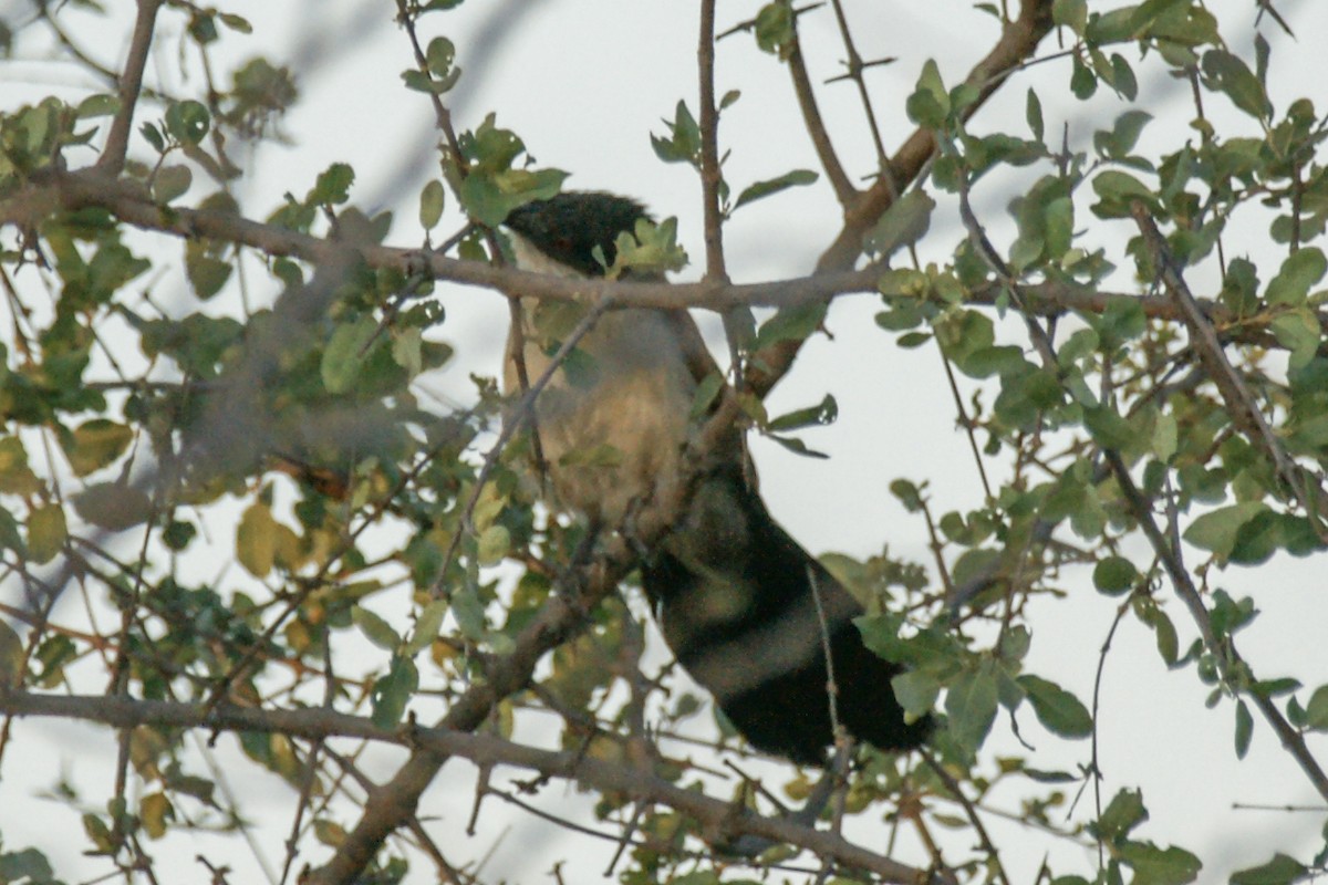 Senegal Kukalı - ML637750573