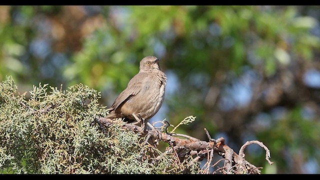 Curve-billed Thrasher - ML637750581