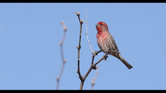 House Finch - ML637750590