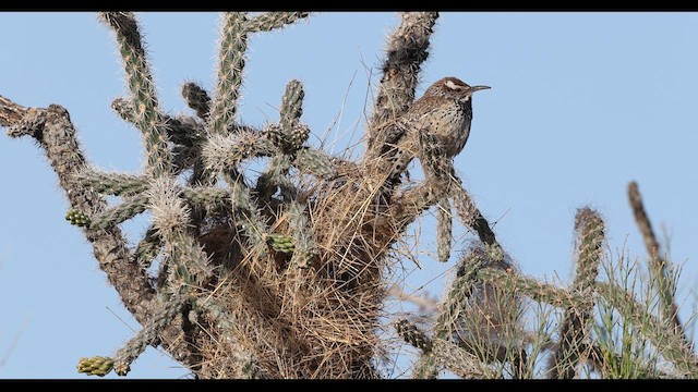 Cactus Wren - ML637750593