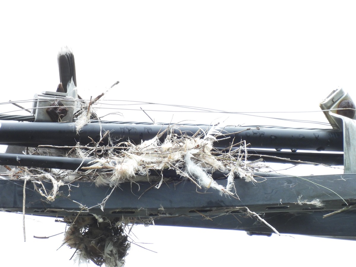 Eastern Kingbird - ML637750636