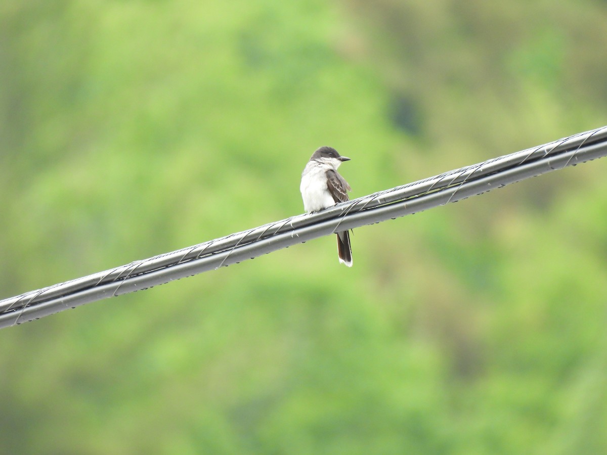 Eastern Kingbird - ML637750638