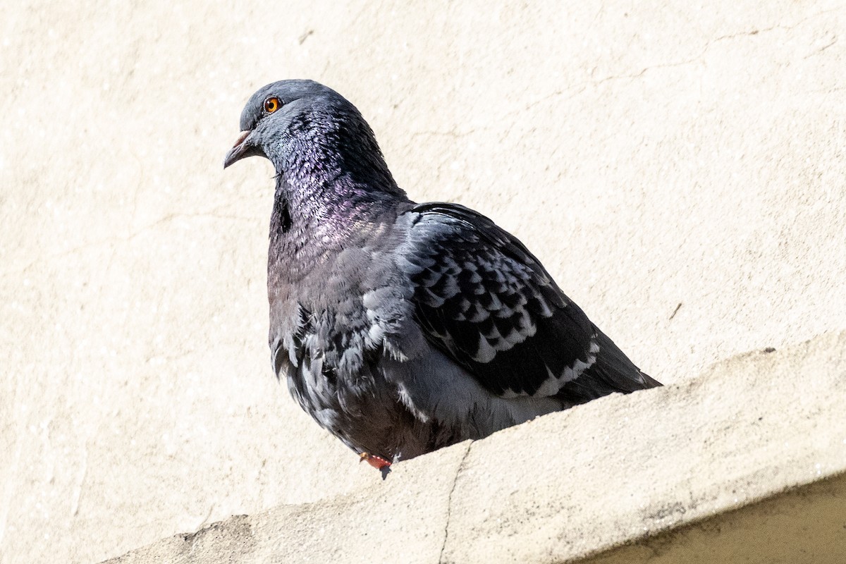 Rock Pigeon (Feral Pigeon) - ML637750670