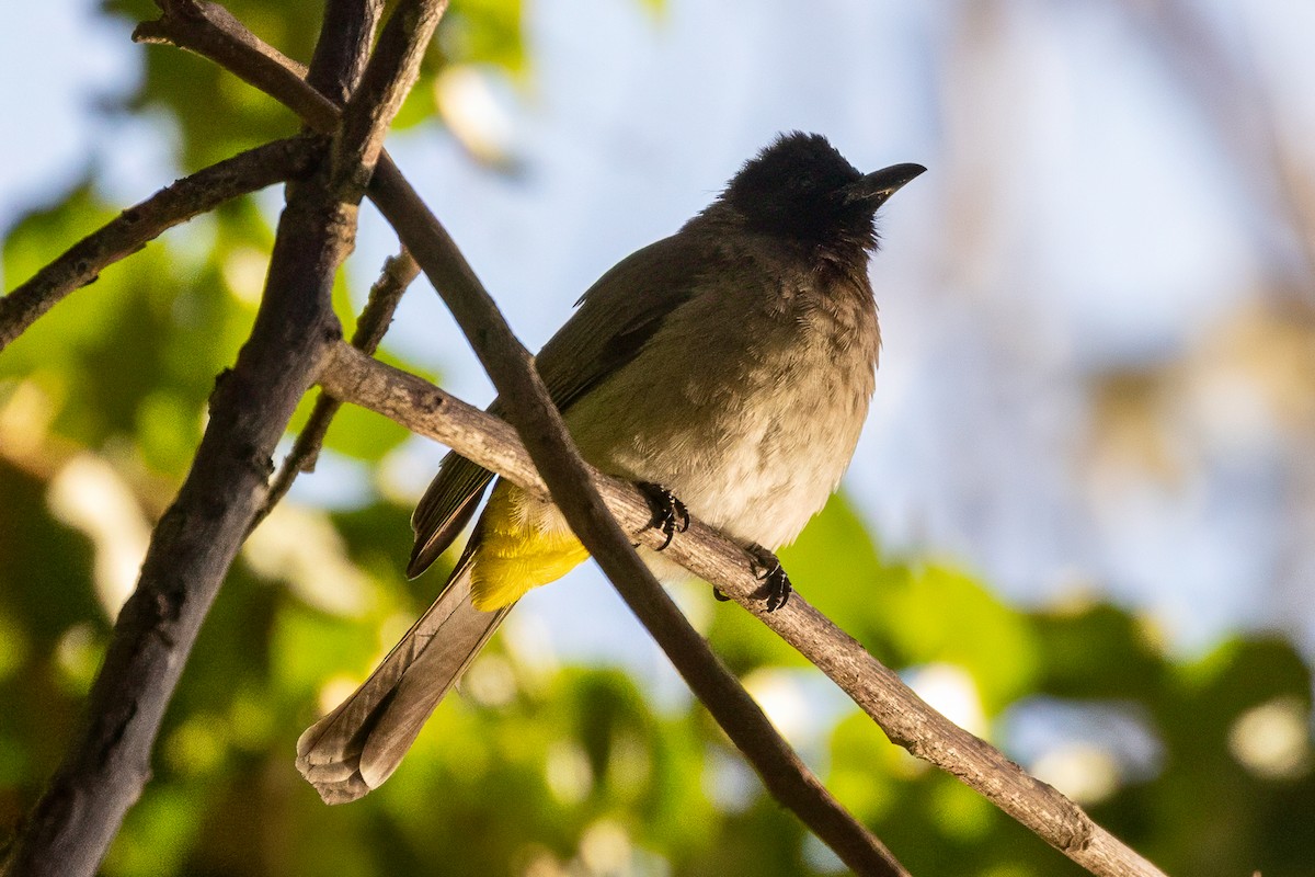 Common Bulbul (Dark-capped) - ML637750675