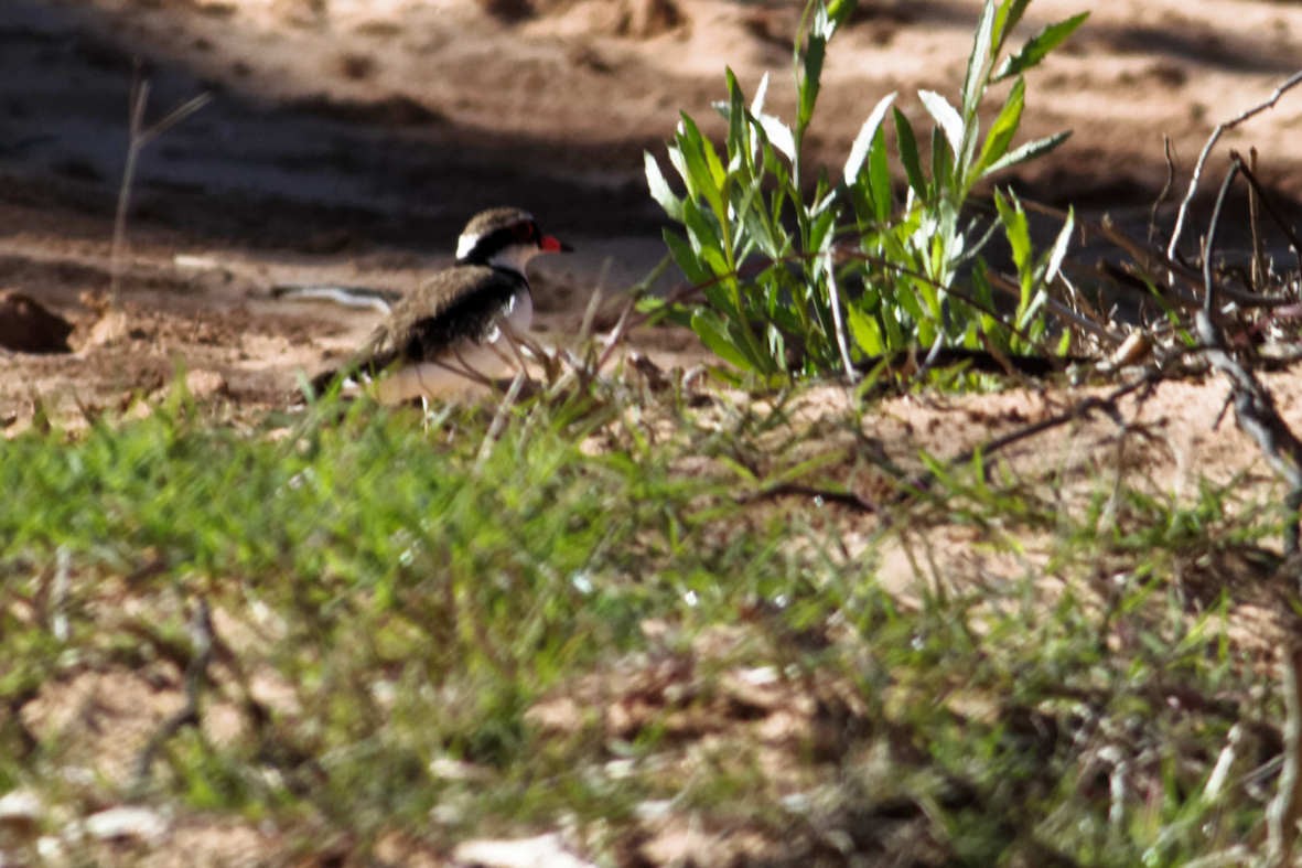 Black-fronted Dotterel - ML637750676