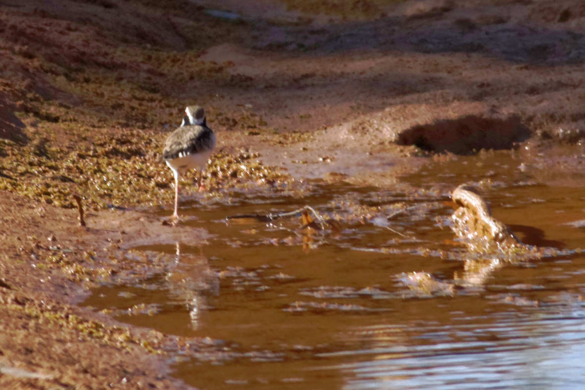 Black-fronted Dotterel - ML637750677