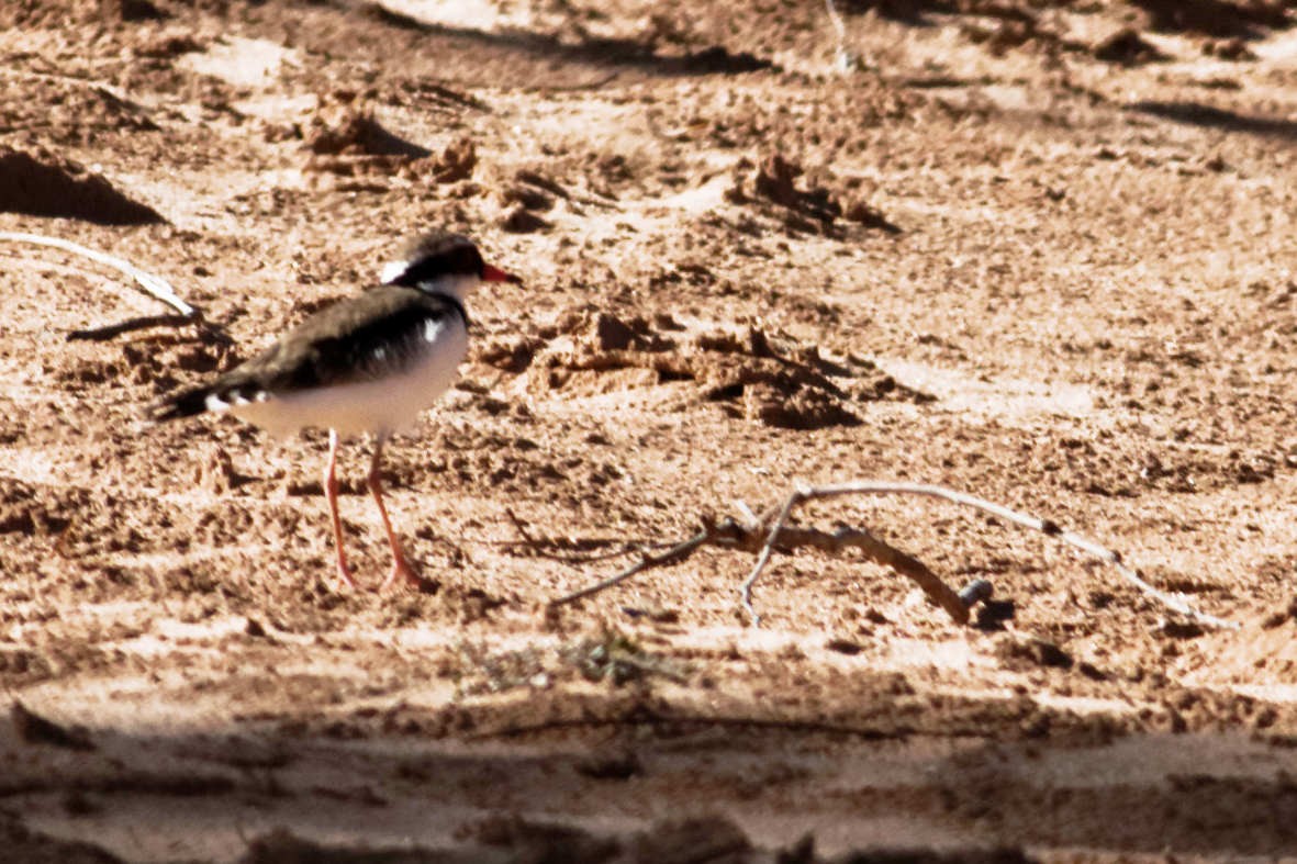 Black-fronted Dotterel - ML637750678