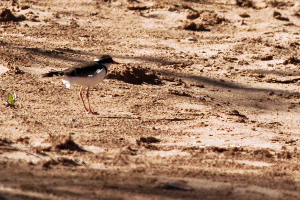 Black-fronted Dotterel - ML637750679