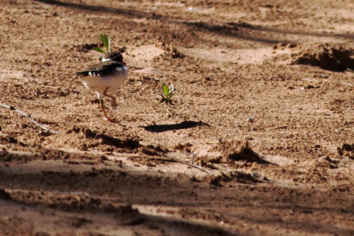 Black-fronted Dotterel - ML637750680