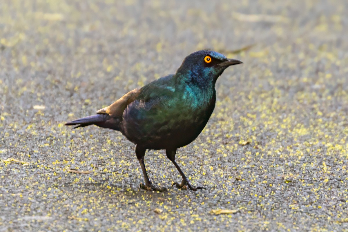 Cape Starling - ML637750685