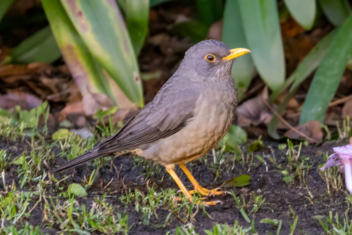 Karoo Thrush - ML637750692