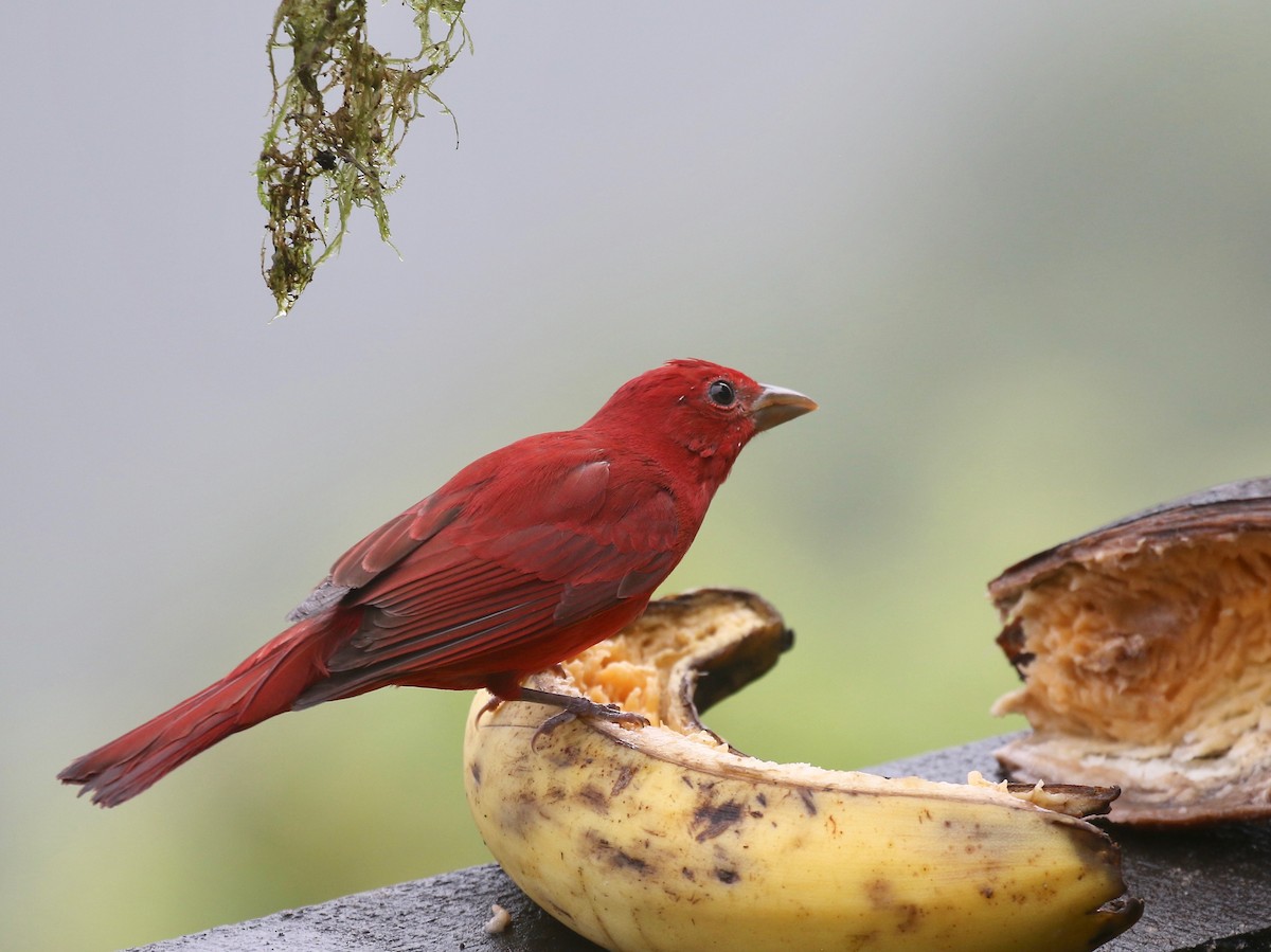Summer Tanager - ML637750698