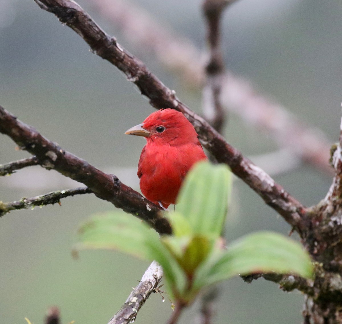 Summer Tanager - ML637750699