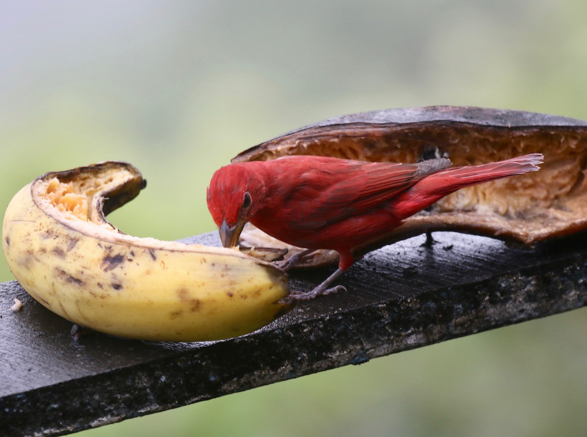 Summer Tanager - ML637750700