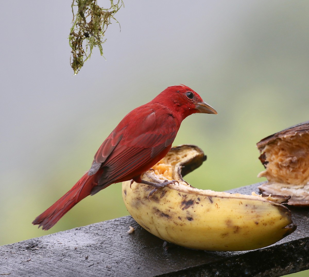 Summer Tanager - ML637750701