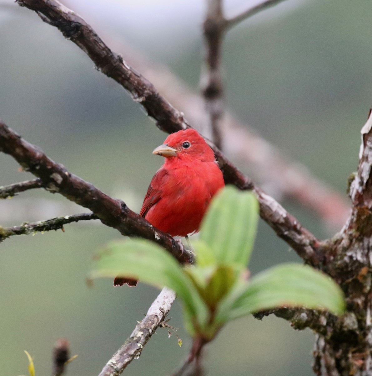 Summer Tanager - ML637750702