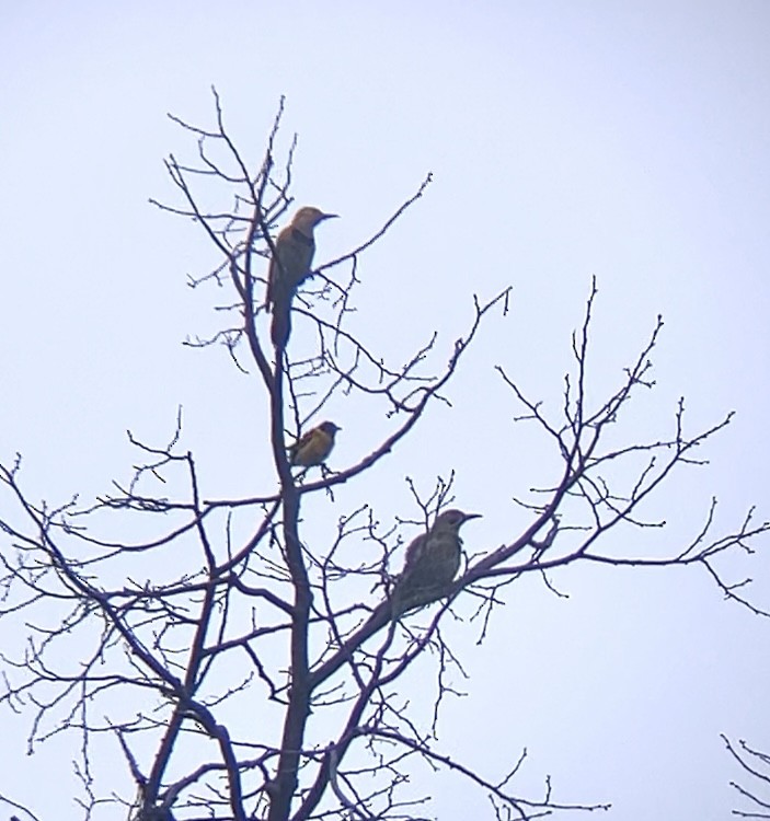 Northern Flicker - ML637750706