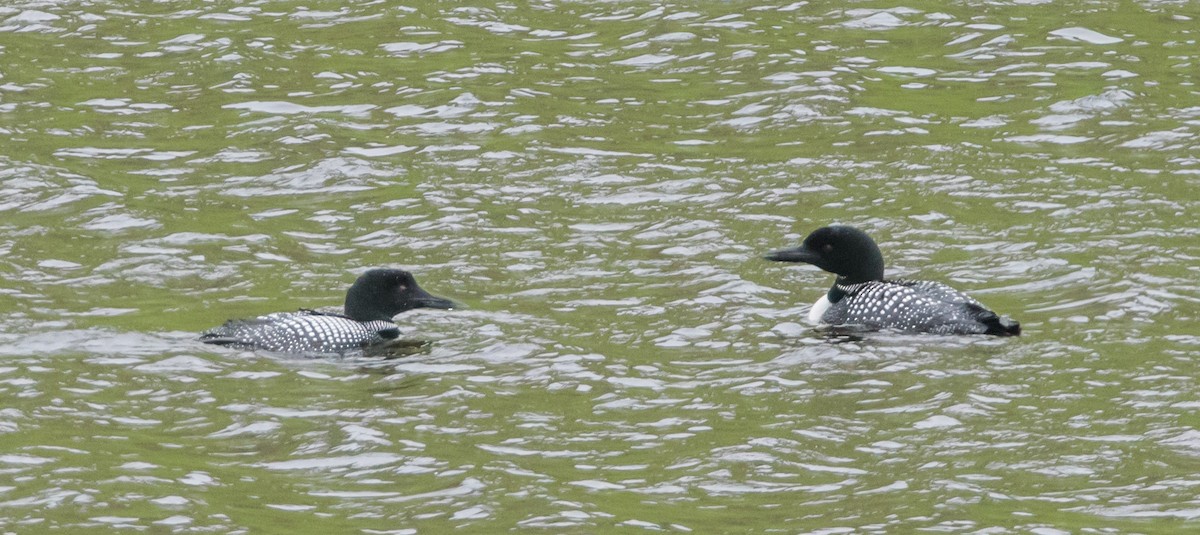 Common Loon - ML637750709