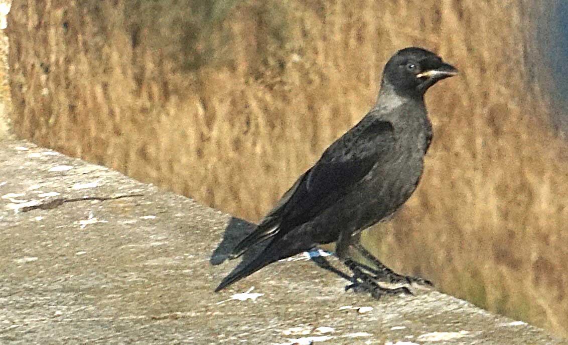 Eurasian Jackdaw - ML637750710