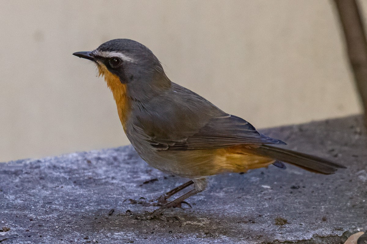 Cape Robin-Chat - ML637750716