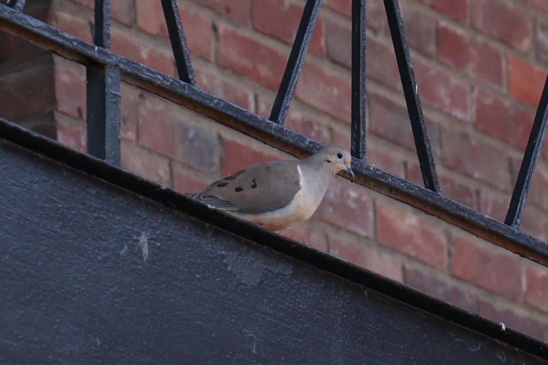 Mourning Dove - ML637750717