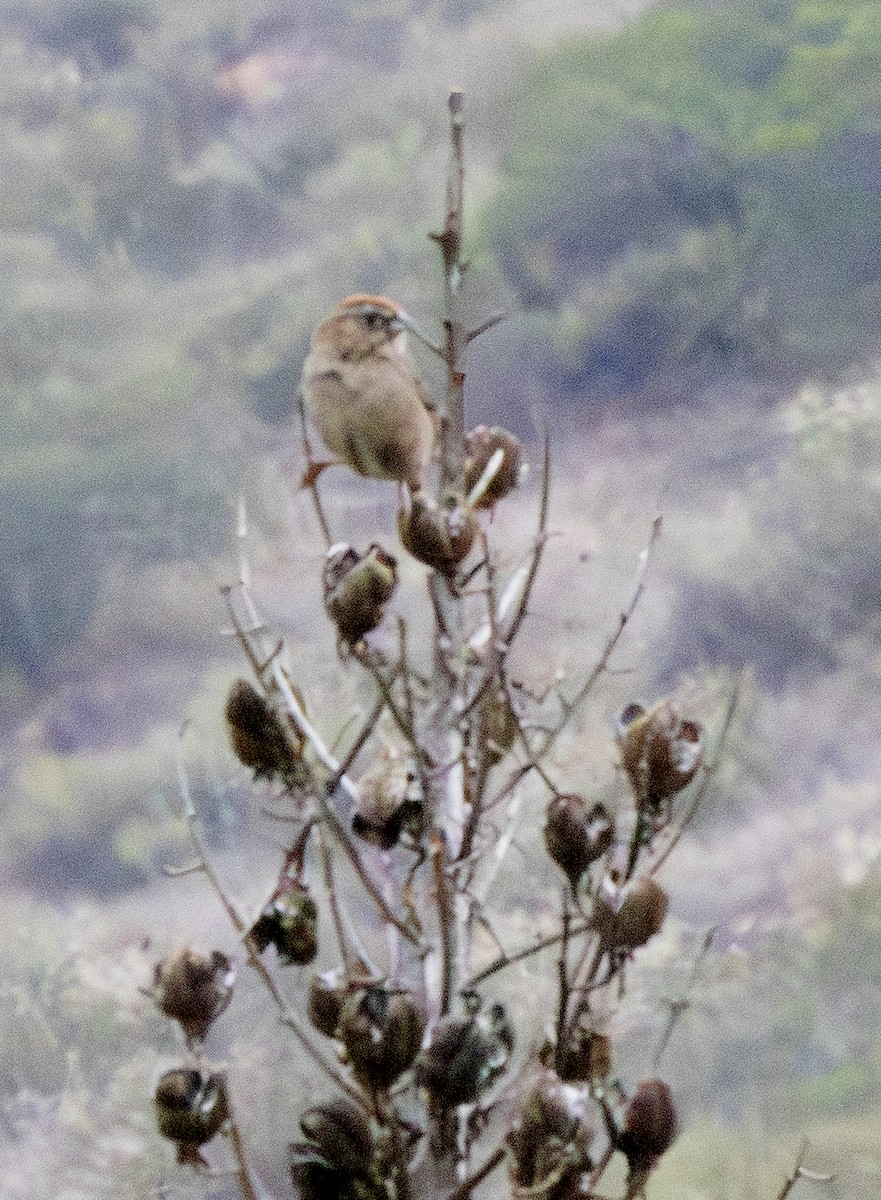 Rufous-crowned Sparrow - ML637750719