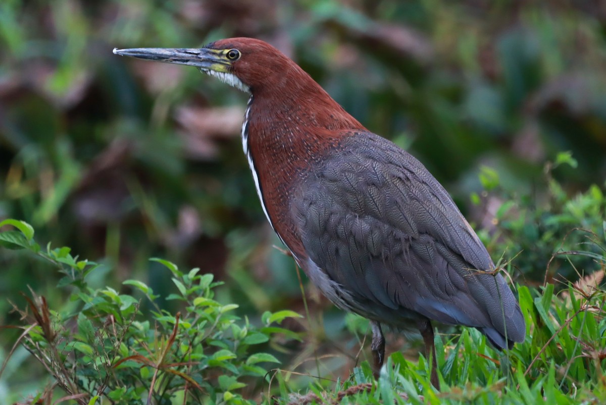 Rufescent Tiger-Heron - ML637750720