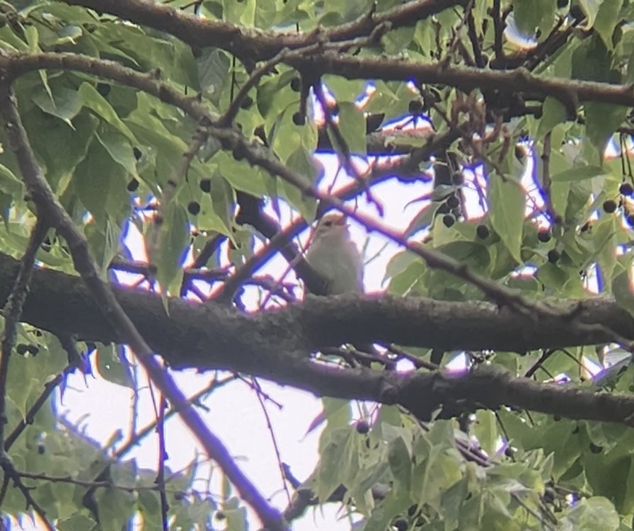 Warbling Vireo - ML637750721
