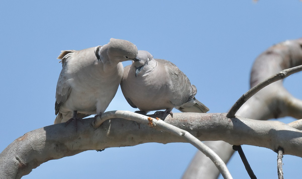 Eurasian Collared-Dove - ML637750722