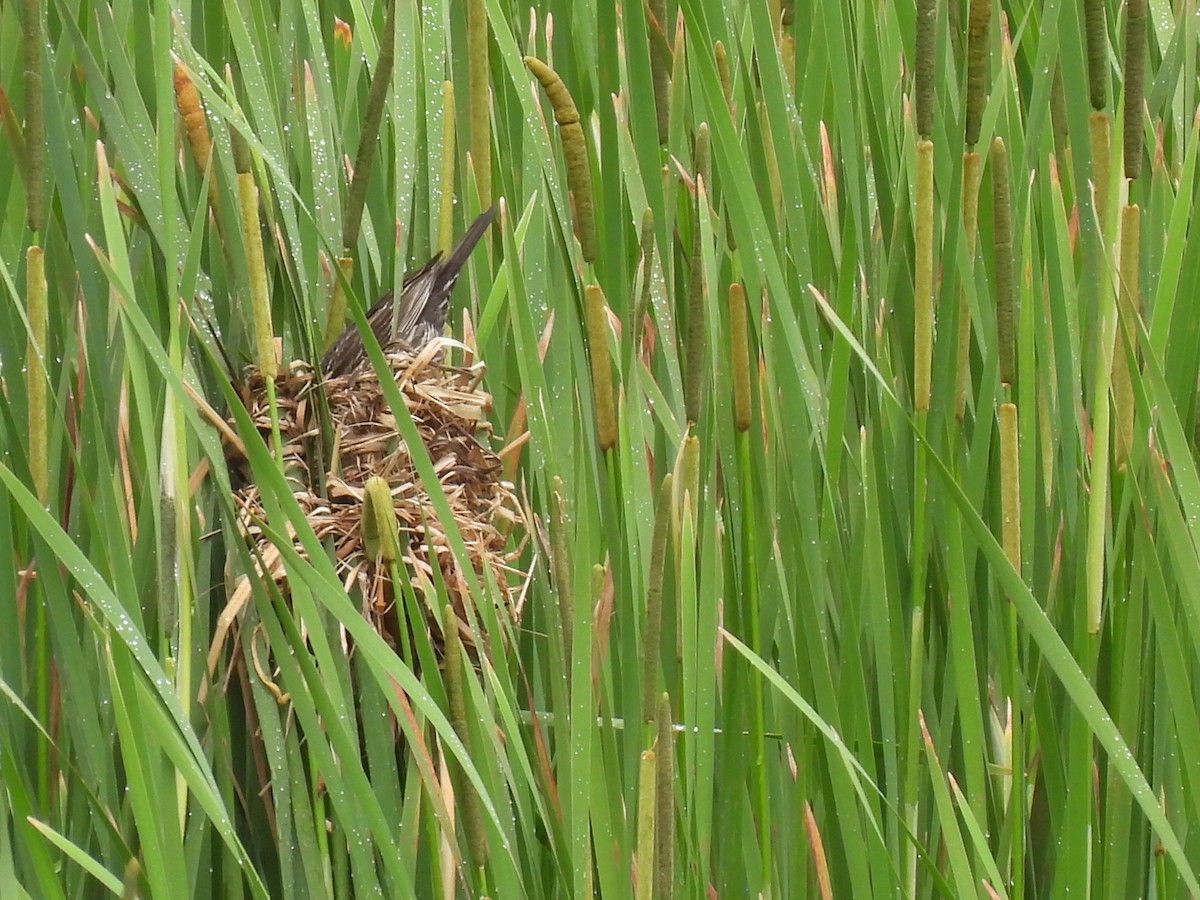 Red-winged Blackbird - ML637750723