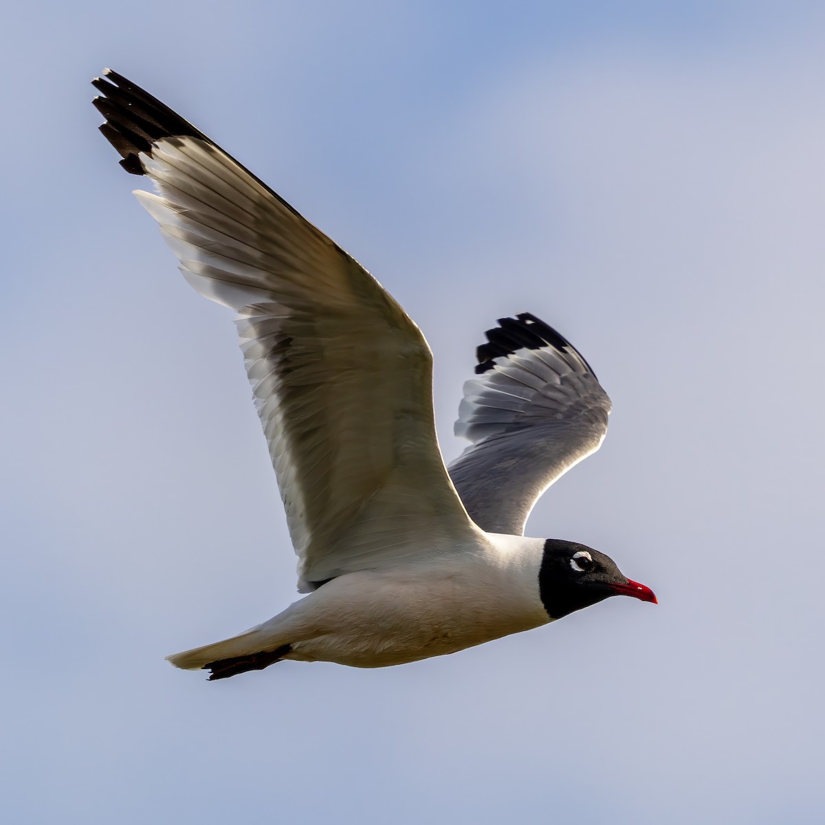 Franklin's Gull - ML637750724
