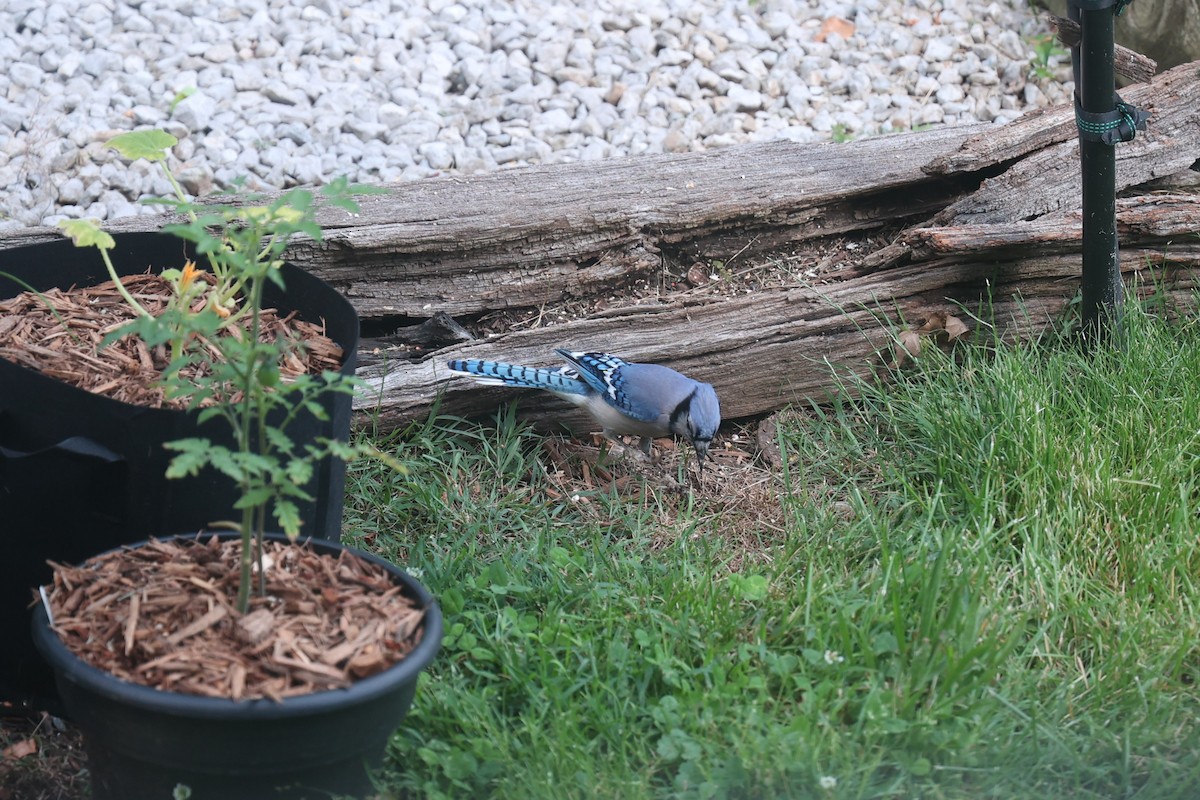 Blue Jay - ML637750726