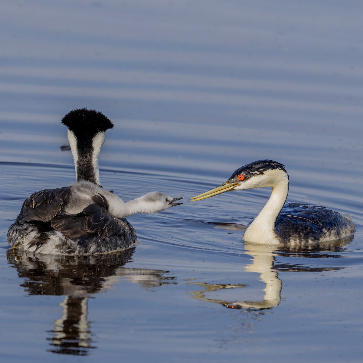 Western Grebe - ML637750728