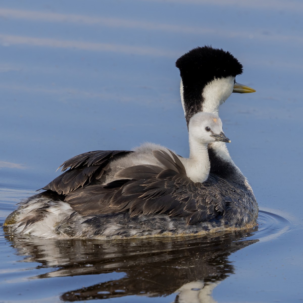 Western Grebe - ML637750729