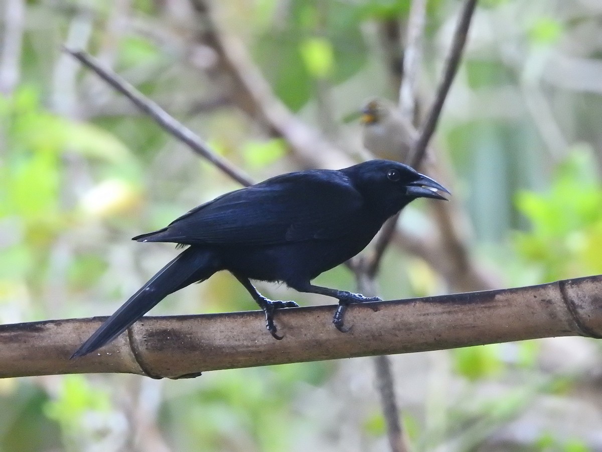 Cuban Blackbird - ML637750730