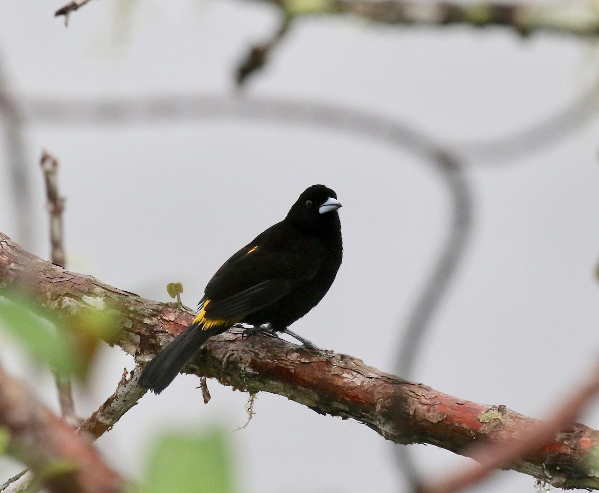 Flame-rumped Tanager (Lemon-rumped) - ML637750739