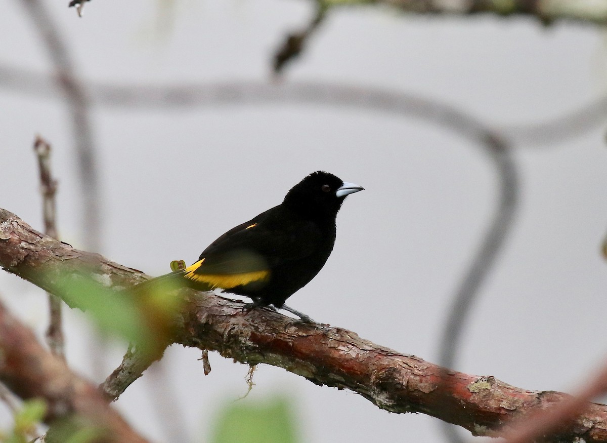 Flame-rumped Tanager (Lemon-rumped) - ML637750740