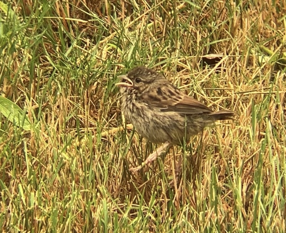 Song Sparrow - ML637750744