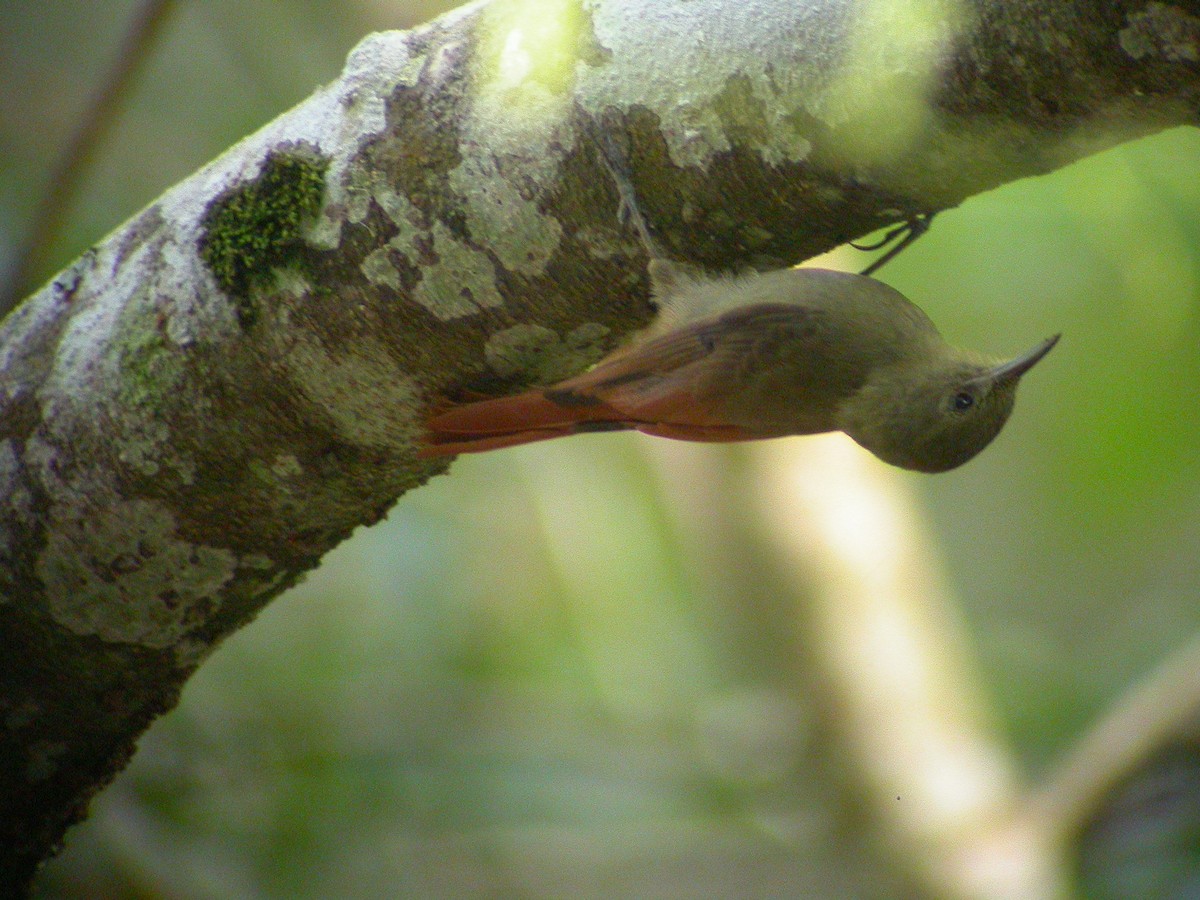 Olivaceous Woodcreeper - ML637750775