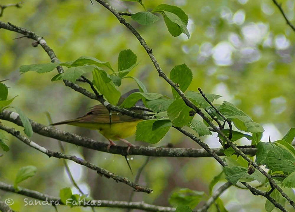 Mourning Warbler - ML637750788