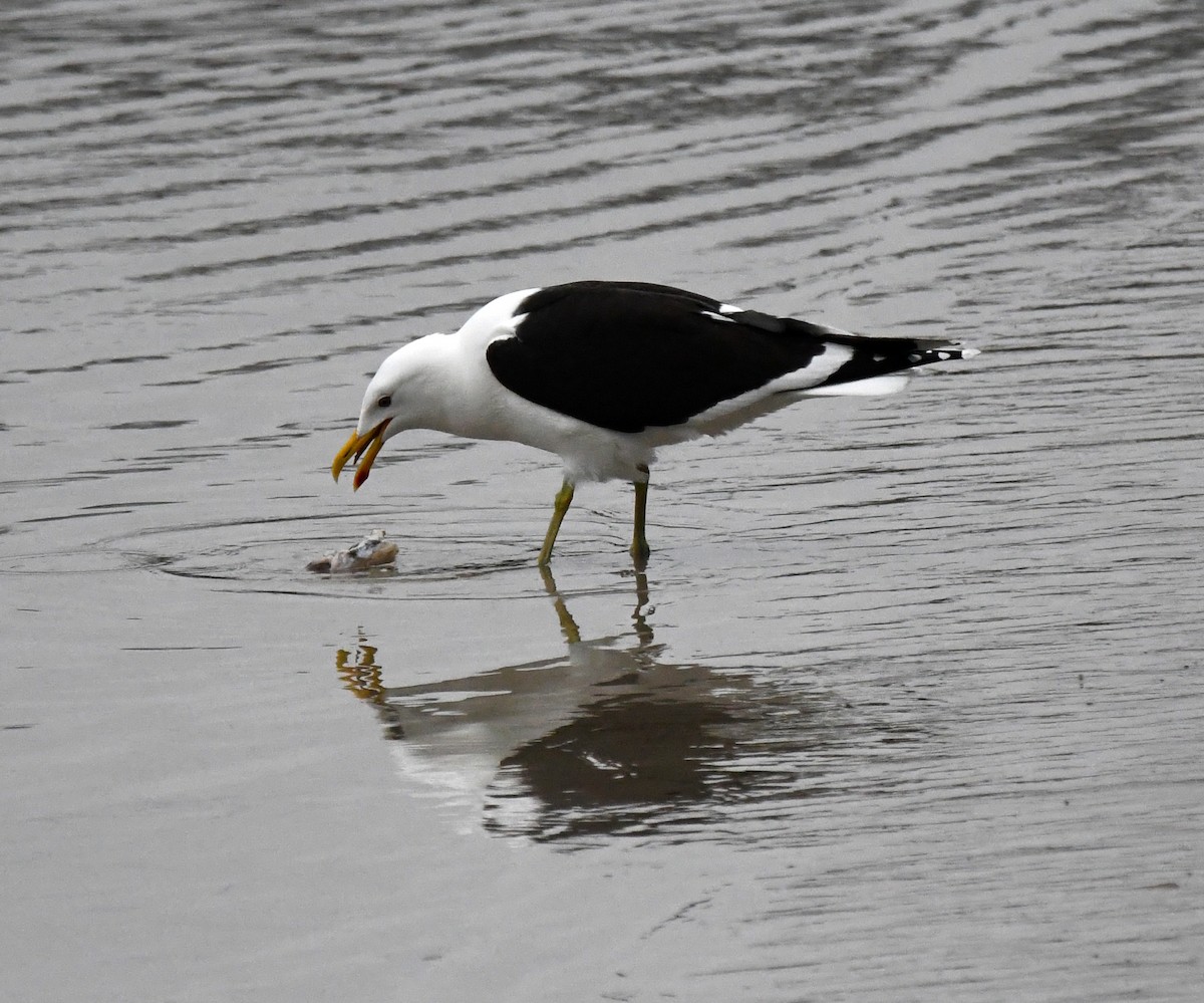Kelp Gull - ML637750825