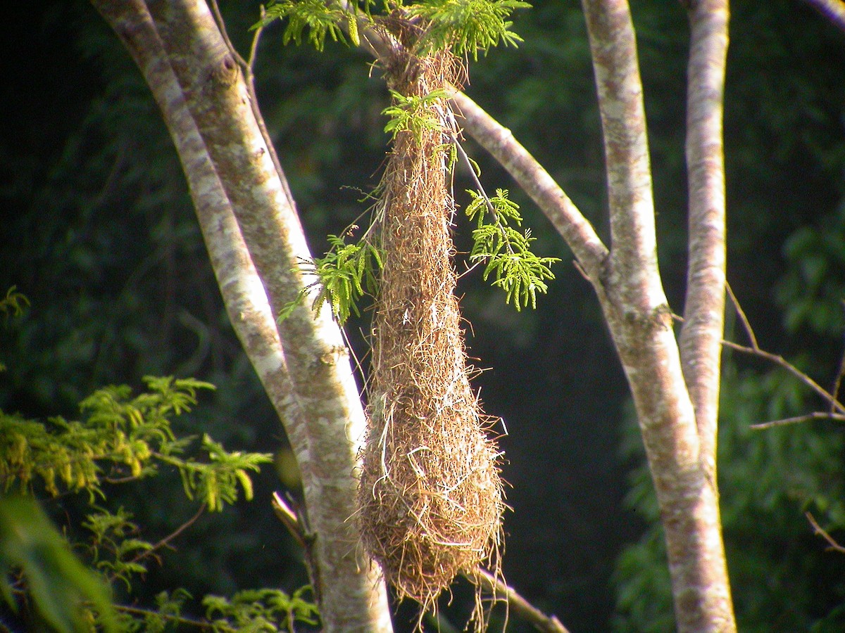 Crested Oropendola - ML637750826