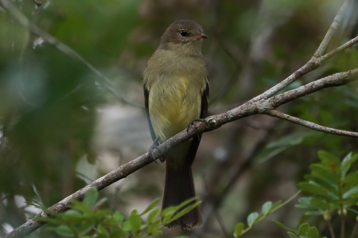 Small-headed Elaenia - ML637750828